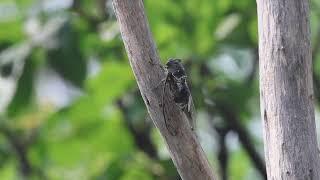 Lyristes plebejus