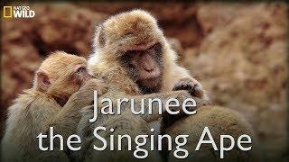 Nat Geo Documentary I Jarunee and Ape Song I BBC