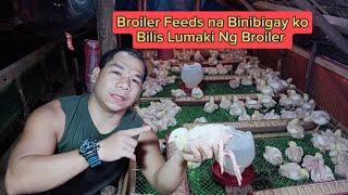 Feeds para sa Broiler Chicken paano ito ibigay Grabe Bilis laki Pag ito gamit mo