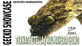 Gecko Showcase: Ternate Dtella / Halmahera Gecko