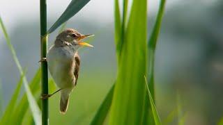 A Blyth's reed warbler song (Acrocephalus dumetorum) Struikrietzanger