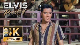 Elvis Presley - Marguerita  ⭐UHD⭐ (1963) AI 4K Enhanced