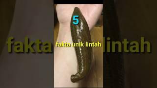 5 fakta unik hewan lintah #lintah #pacet #shorts