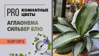 Аглаонема Сильвер Блю. Обзор сорта. Неприхотливое в уходе красивое комнатное растение.