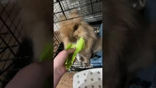 Potato really loves his lettuce #song #bunny #potato #lettuce #cute