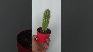 Pilosocereus Gounellei Sütun Kaktüs Özel Tür 8.5 cm Kırmızı Saksıda