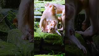 Watch the Sovana family’s baby monkeys enjoy their playful moments! 98