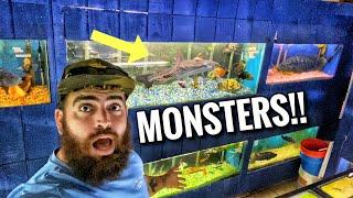 EXOTIC Fish Store Tour, Monster APEX PREDATOR FISHTANKS!!