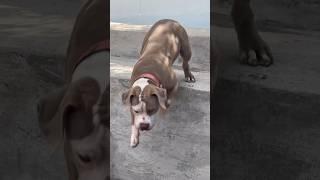 Grizzly too big for this  #nbf #americanbully #dogbreed #nbfkennel #pitbull #texas