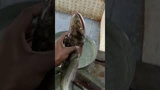 amazing big sheatfish | indian lockel fishing | amazing short video