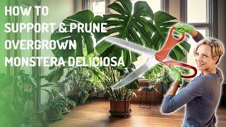 How to Add Support & Prune Back Overgrown Monstera Deliciosa Plants