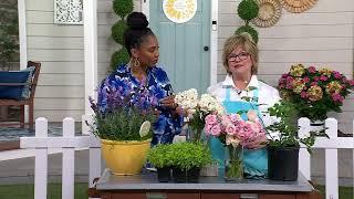 Girl Next Door 1-Piece Scentables Rose Live Plants on QVC