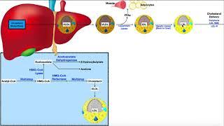 Lipoprotein Physiology [Part 1] | LDLs, HDLs, & TAGs