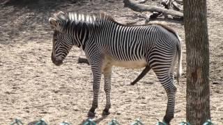 Zebra in peak condition at Lincoln Park Zoo in Chicago