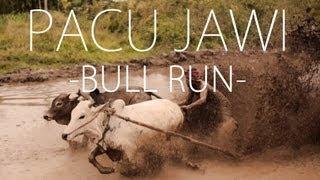 Pacu Jawi - Bull Run in Indonesia