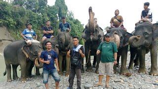 pengalaman pertama jarah ke hutan alam gunung loser|| gajah sangat jinak alam indah