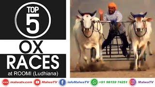 𝐓𝐎𝐏 𝟔 𝐎𝐗 𝐑𝐀𝐂𝐄𝐒  ROOMI (Ludhiana) OX RACES / BULL CART RACES - ਬਲਦਾਂ ਦੀਆਂ ਦੌੜਾਂ 2020  MalwaTV