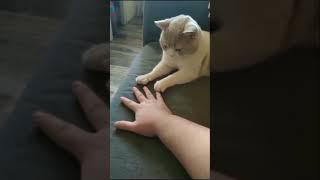 This cat is real copycat - Cute cats - Smart cat - Trained cat - funny cat videos  #shorts