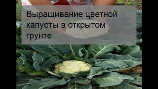 Выращивание цветной капусты в открытом грунте
