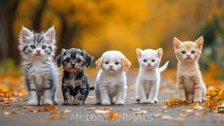 Cute Baby Animals - Cute Animals Around Us With Relaxing Music Amidst the Splendor of Nature