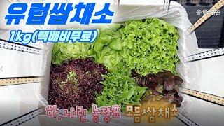 유~럽 쌈채소! 아삭아삭! 고급 쌈채소 맛에 푹 빠져보세요!(강추)