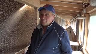 Racing Pigeons Fancier Interview Mr Adrian Craciunescu Prahova Romania 2020 November 7