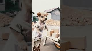 #pets#funny #cute#petslovers