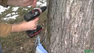 How to Tap A Maple Tree *CHEAP* & *EZ*