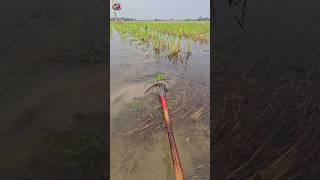 Amazing big fish hunting by teta | (part-5) #viral #fishing #fish #bigfish #shorts #shortvideo