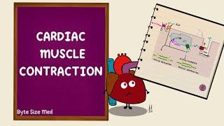 Cardiac Muscle Contraction | Excitation Contraction Coupling | Cardiac Physiology