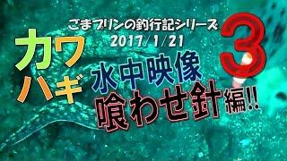 カワハギ【競技くわせ】で水中映像その3