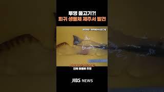 국내 첫 열대 심해 연체 동물 제주서 발견  #제주뉴스 #뉴스 #실시간오늘의 #희귀 #생물체 #심해어 #제주해양수산연구원 #바다 #연체생물 #아열대