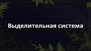 Выделительная система | Диана Димитрова