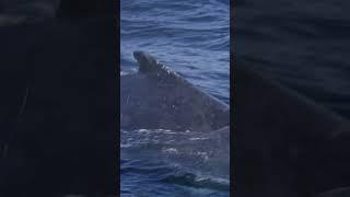 Have you ever seen a whale so close? 