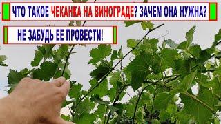  Как ПРАВИЛЬНО ПРОВОДЯТ ЧЕКАНКУ ВИНОГРАДА. Это может ЗАМЕНИТЬ подкормку и обработку от болезней!