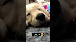 the best thing happened | in my life is u my cutie Teddy |  #love #dog #dogslove #cute #shorts ....