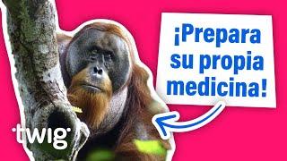 Un orangután deja perplejos a los científicos al preparar su propia medicina | Twig Science Reporter