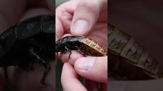 #Shorts animal  logic |🪳 "psss what's the tea?" #cockroach #insects #animalogic #bug #hissing| Ani