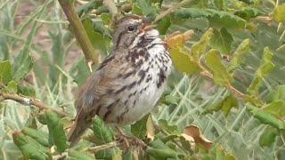 Song Sparrow Sounds and Calls, Singing in Coto de Caza