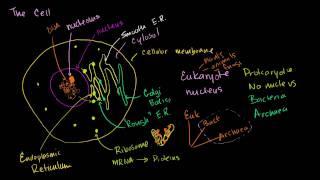 Parts of a cell