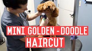 Mini Golden Doddle Haircut - Dog Grooming