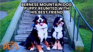 Bernese Mountain Puppy Reunited With Best Friend  | PAWSOME PETS