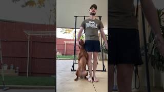 Smart Vizsla Does Obedience ​@vizsla.brandi