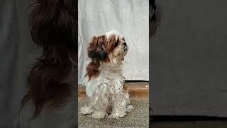 Shih tzu #shihtzu #shihtzupuppies #shihtzupuppy #doglovers #shorts