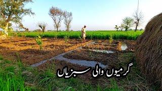 Summer vegetables in My Garden ہم نے گرمی والی سبزیاں لگا دی