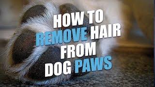 How to Remove Hair from Dog Paws (The Easy Way)