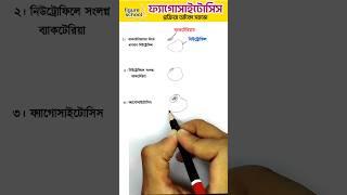 ফ্যাগোসাইটোসিস প্রক্রিয়া  #easybiology #viral #art #biologydiagrams #drawing