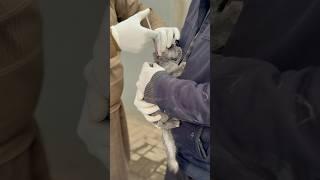 Stray Kitten Gets Emergency Help from Veterinarians #veterinarycare #straycat #catclinic