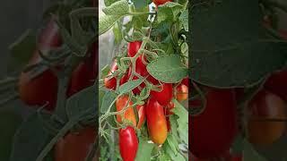два куста томатов, куча банок под закатку // вацап для заказа 89152458159 письменно