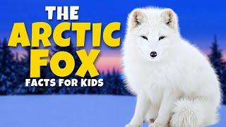 The Mysterious Arctic Fox  - Fun Educational Facts for Kids